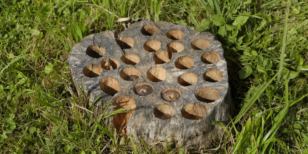 Will Drilling Holes In A Stump Make It Rot Faster?