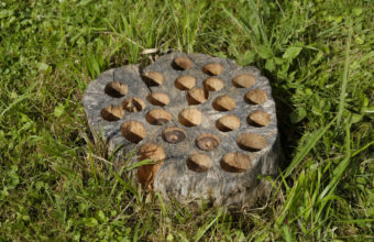 Will Drilling Holes In A Stump Make It Rot Faster?