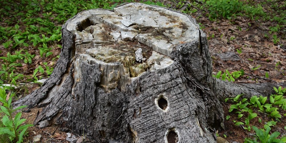 Will Drilling Holes In A Tree Stump Make It Rot Faster?