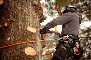 Are Arborists Good For The Environment