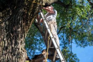 Do Arborists Use Ladders