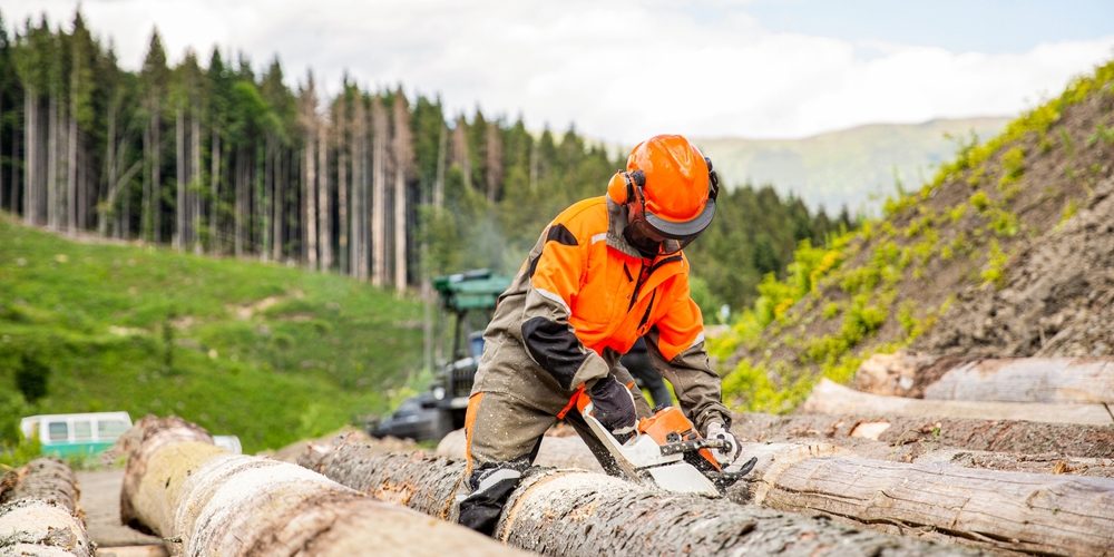 Do Arborists Work In The Forest?