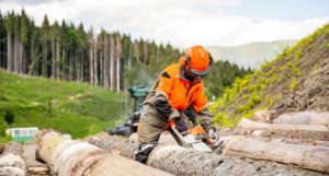 Do Arborists Work In The Forest