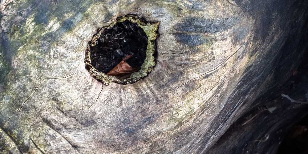 Does Stump Grinding Leave A Hole?