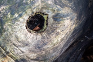 Does Stump Grinding Leave A Hole