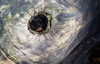 Does Stump Grinding Leave A Hole?