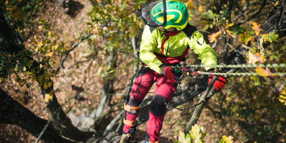 How Hard Is It To Be A Climbing Arborist?