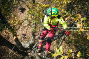 How Hard Is It To Be A Climbing Arborist