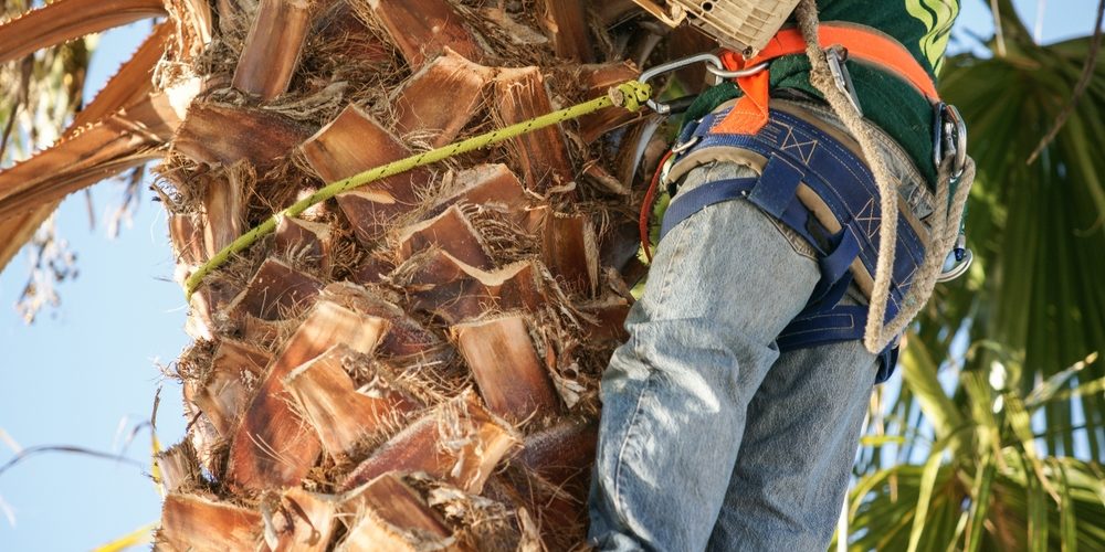 Is Arborist A Good Trade?