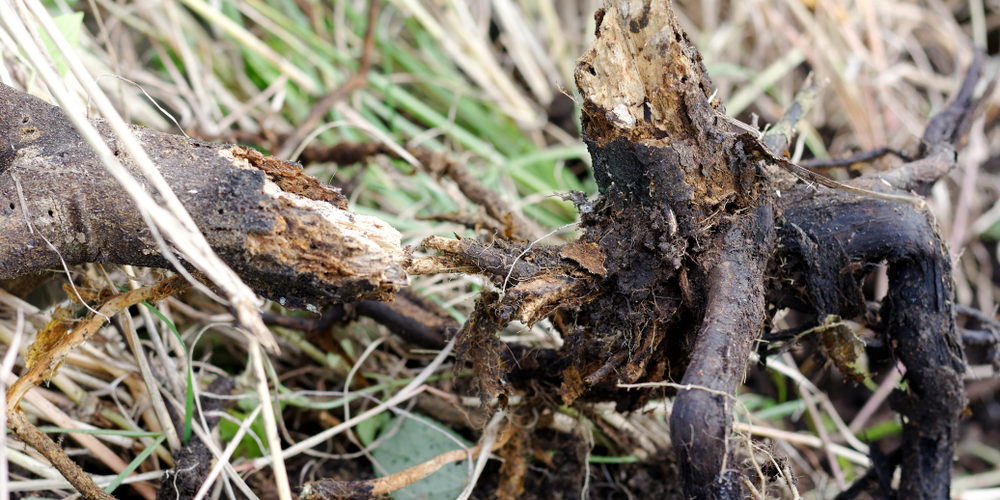 What Happens To Tree Roots After Stump Grinding?