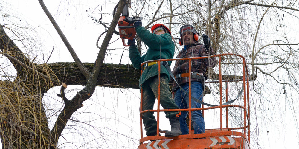 What Is A Level 8 Arborist?