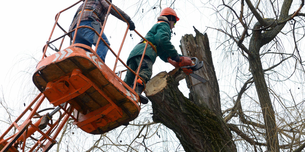 What Is A Master Arborist?