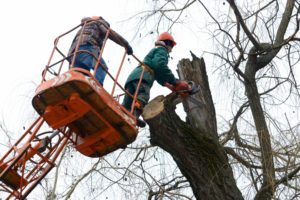 What Is A Master Arborist