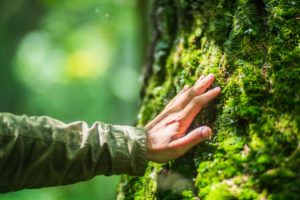 What Is A Tree Person Called
