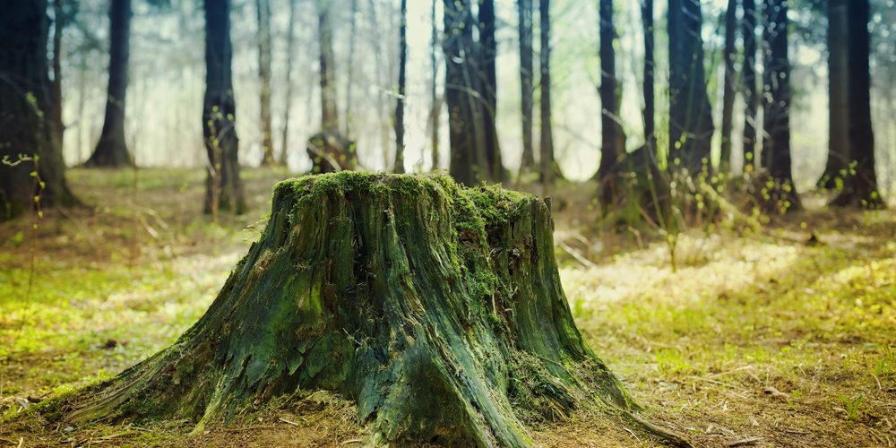 What Is The Hardest Stump To Grind?
