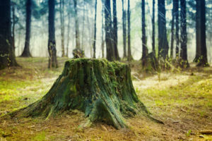 What Is The Hardest Stump To Grind