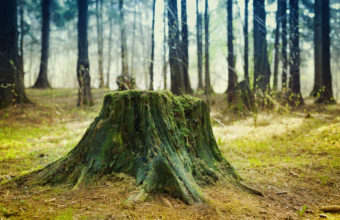 What Is The Hardest Stump To Grind?