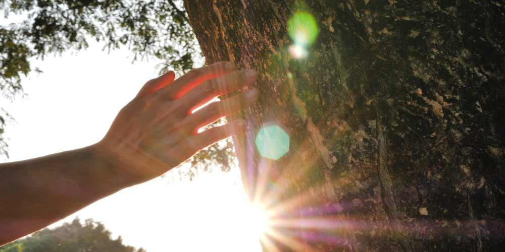 What Is The Highest Level Of Arborist?