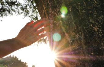 What Is The Highest Level Of Arborist?