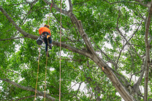 What Is Top Pay For A Tree Climber