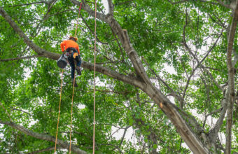 What Is Top Pay For A Tree Climber?