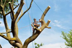 Where Do Tree Climbers Make The Most Money