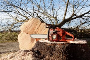 Can A 10 Inch Chainsaw Cut Down A Tree