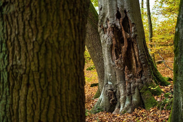 Do Arborists Diagnose Sick Trees?