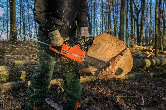 How Big Of A Tree Can A 20-inch Chainsaw Cut?