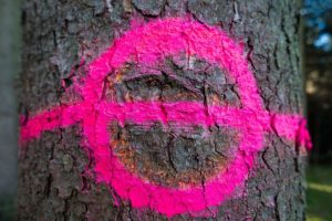How Do Arborists Measure Trees