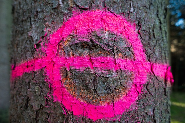 How Do Arborists Measure Trees?