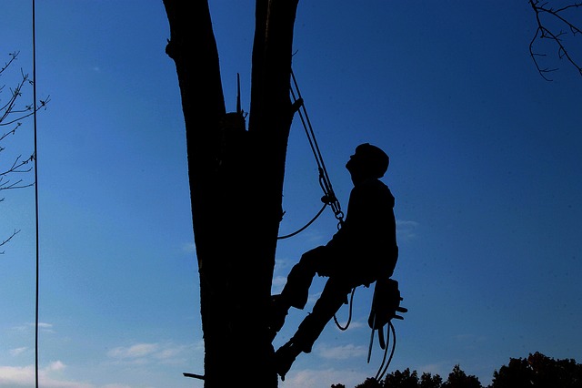 How Do You Cut Tree Limbs 30 Feet High?