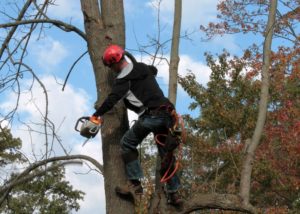 How Physically Demanding Is Tree Climbing