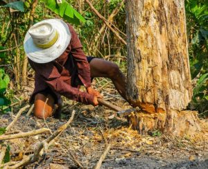 Is An Arborist The Same As A Logger