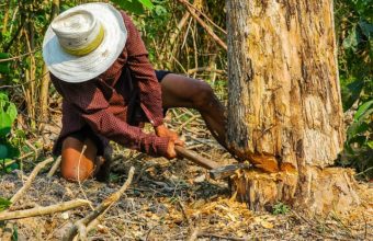 Is An Arborist The Same As A Logger?