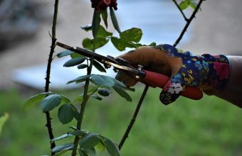 What Angle Do You Prune Branches?