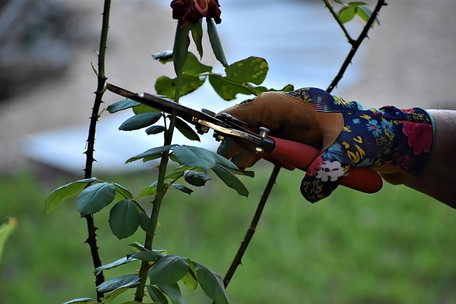 What Angle Do You Prune Branches?