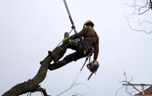 What Are The Best Climbing Techniques For Arborists