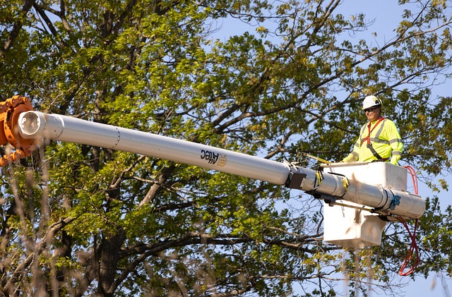 What Are The Pros And Cons Of Arborist?