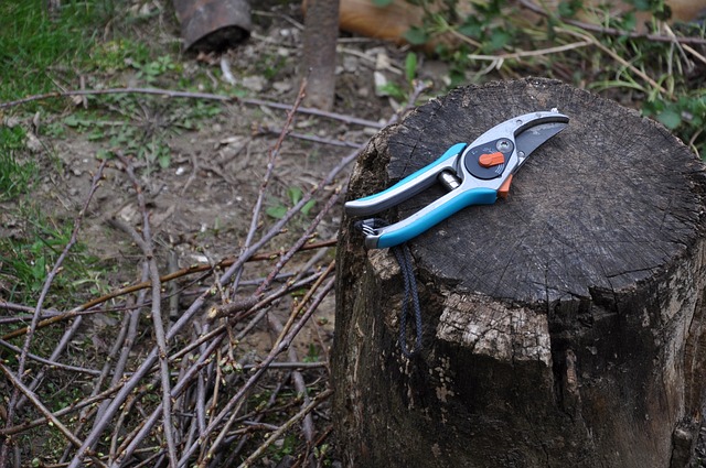 What Branches To Cut When Pruning?