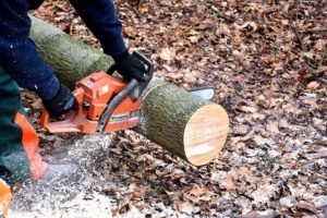 What Chainsaw Do Most Arborists Use