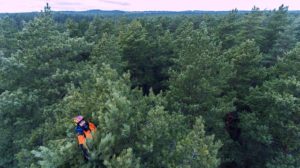 What Is A Climbing Tree Called