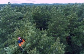 What Is A Climbing Tree Called?