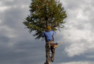 What Is Another Name For An Arborist