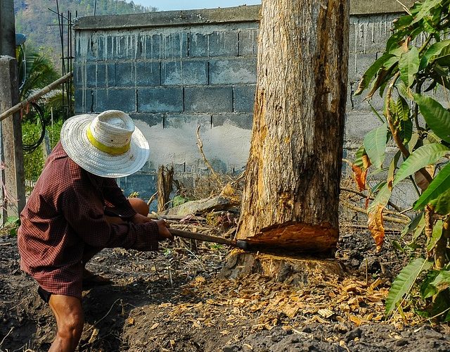 What Is It Called When You Cut Down Trees?