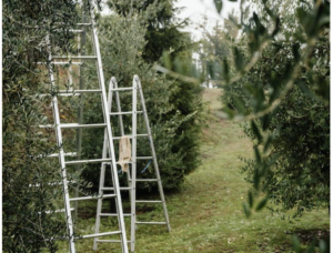 What Is The Best Ladder To Cut Trees
