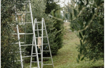 What Is The Best Ladder To Cut Trees?