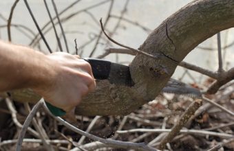 What Is The Best Thing To Cut Tree Branches With?
