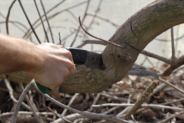 What Is The Best Thing To Cut Tree Branches With?