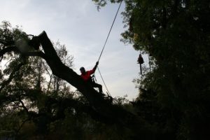 What Is The Difference Between A Certified And Consulting Arborist